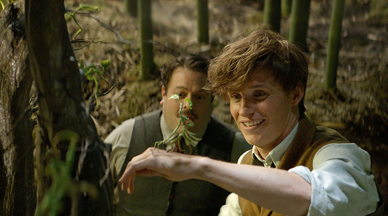 PHANTASTISCHE TIERWESEN UND WO SIE ZU FINDEN SIND: Newt Scamander (Eddie Redmayne) steht in einem Wald. Ein grüner Ast balanciert auf seinem Handrücken.